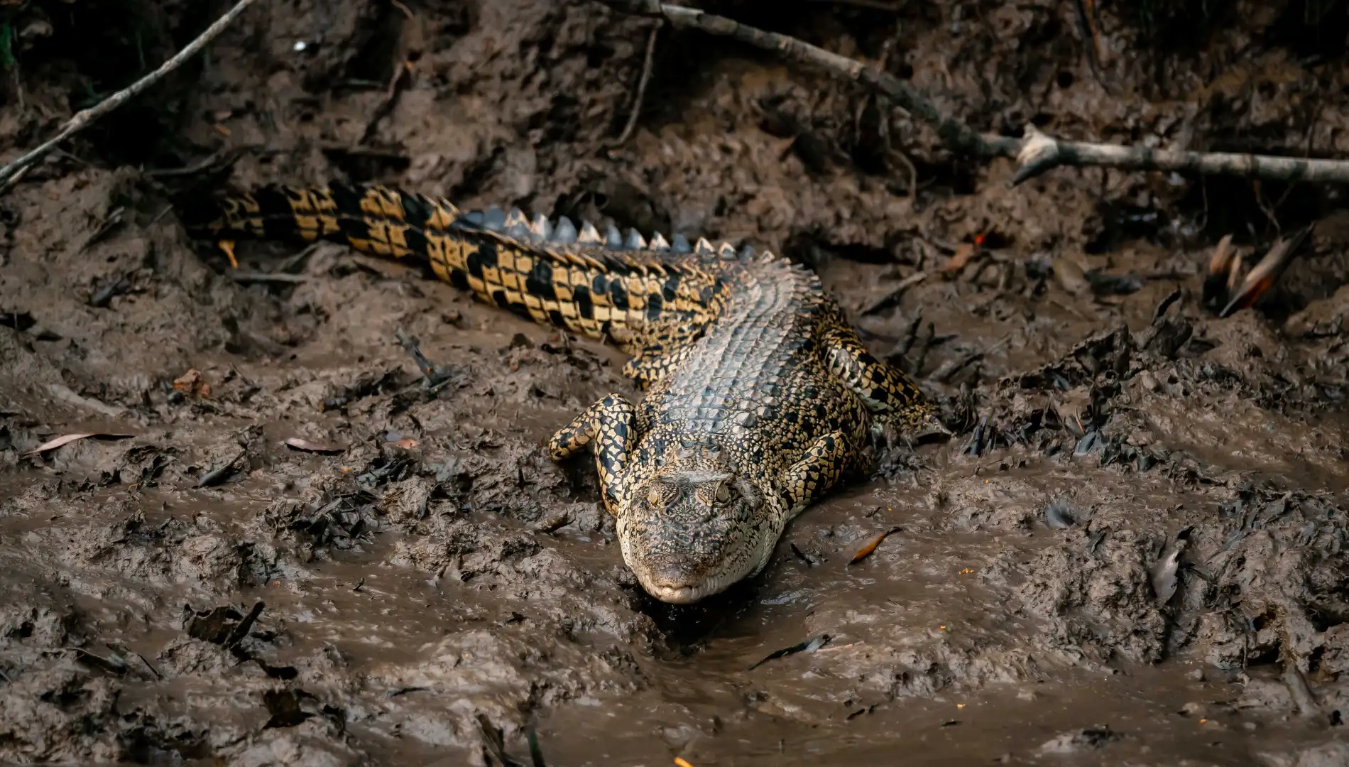 Mangrove Forest Adventure - River Cruise