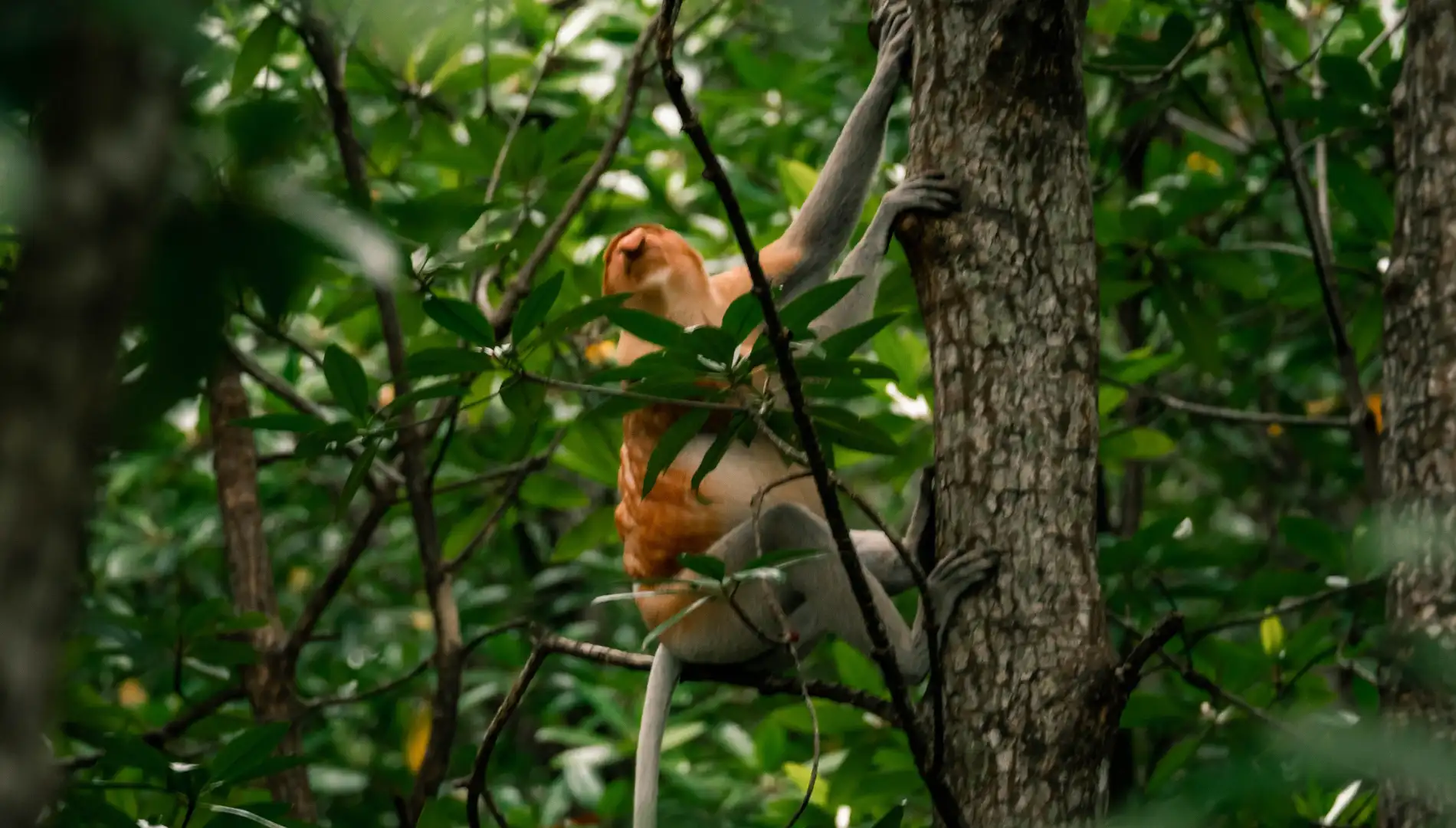 Mangrove Forest Adventure - Nature Experience