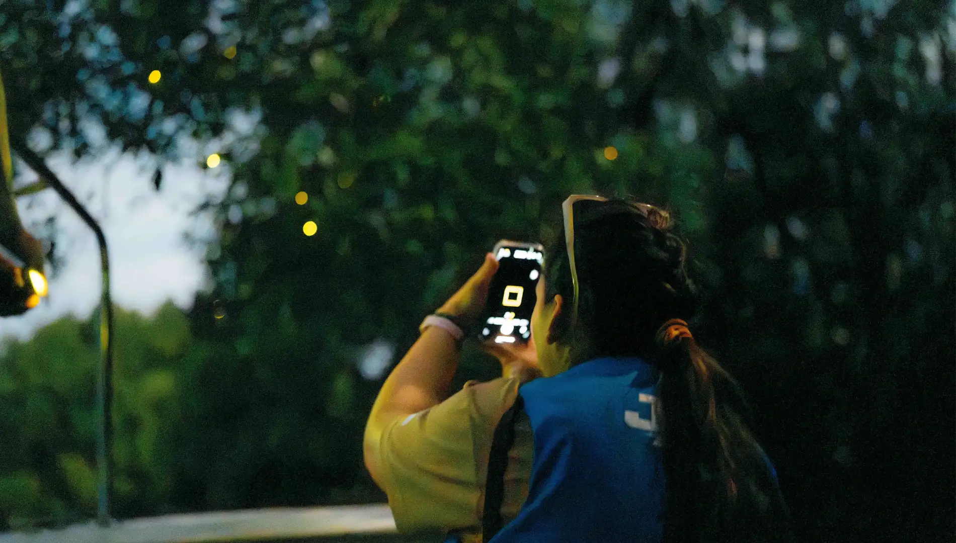 Mangrove Forest Adventure - Nature Experience